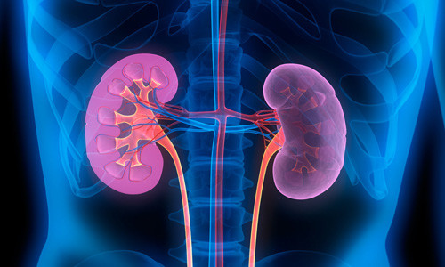 Renal